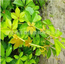 ��ɽ������ֲ���ļ������~���~���������׻�N������Ԯ����������