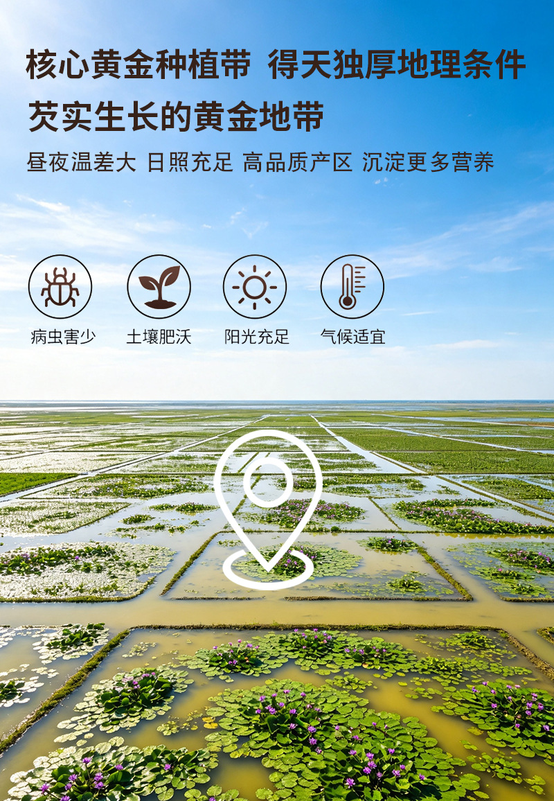 Cooked Euryale Seed Powder Qian Shi Fen 500g Ready to Mix Fine Ground Bulk Grain Powder preparation