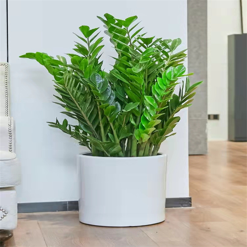 Money Tree Potted Plants Indoor Living Room Large Pot Office Green Plants Large Money String Fortune Tree Bonsai Seedlings Money Tree Potted Plants Indoor Living Room Large Pot Office Green Plants Large Money String Fortune Tree Bonsai Seedlings