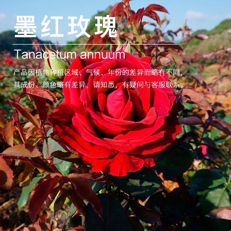 ���ҹ�Ӧī��õ�徫��  õ�徫�� ������ȡֲ������������