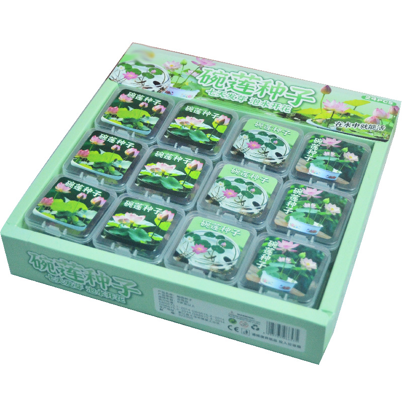 수경 식물 그릇 연꽃 씨앗 실내 꽃 좋은 아이들 관찰 식물 성장 심기 화분 식물 관찰 뿌리 새로운