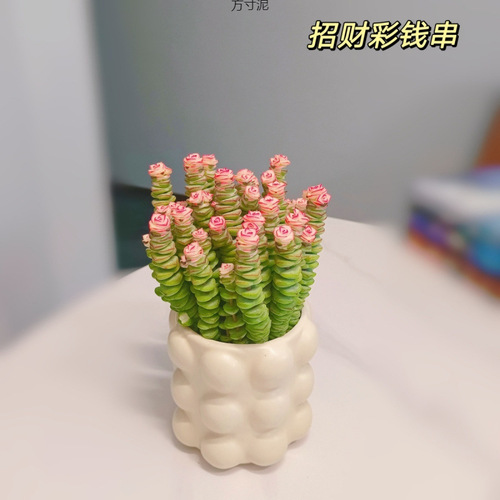Money-string desktop mini succulent plant for office, balcony, or indoor spaces—easy-to-care-for greenery, perfect for lazy gardeners, wholesale available for international trade