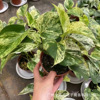 Base direct supply ｜ Marble Queen INS indoor northern European net red and green potted flowers are rare and interesting