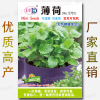 Mint seeds about 280 grains of four seasons can be planted with aromatic potted potted, mosquito, edible special vegetable seeds