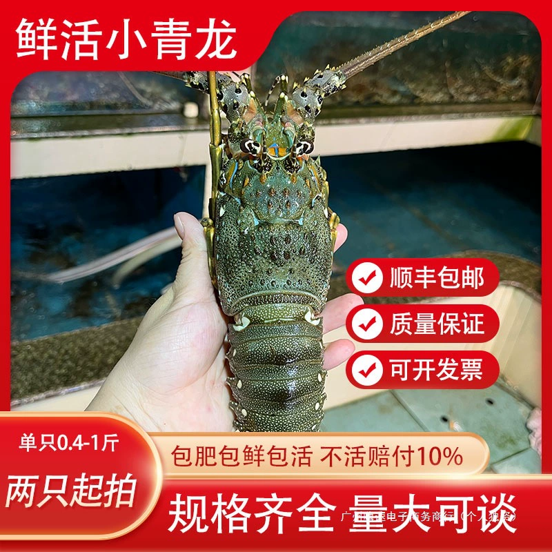 Свежий и живой маленький зеленый дракон, омар, морепродукты, водные продукты, свежая упаковка, живой для дома, австралийский большой омар, большие креветки, материковый Китай