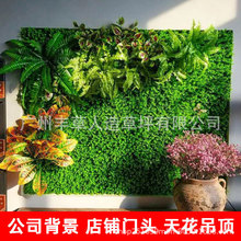 SֱNGֲƺϼٻT^̨컨ֲ