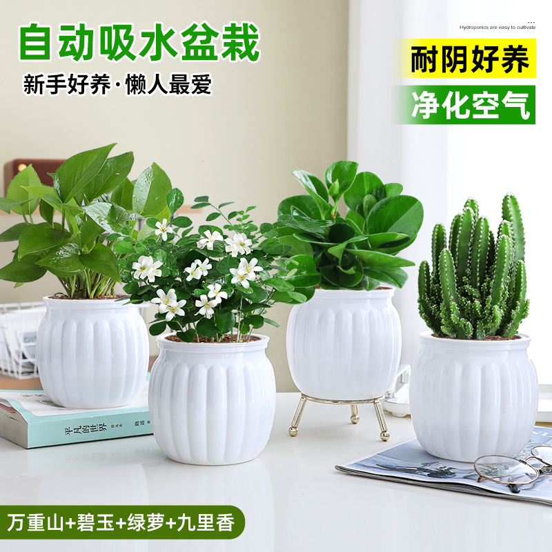 [방사선 방호 패키지] 완중산 + 벽옥 + 청무 + 구리향