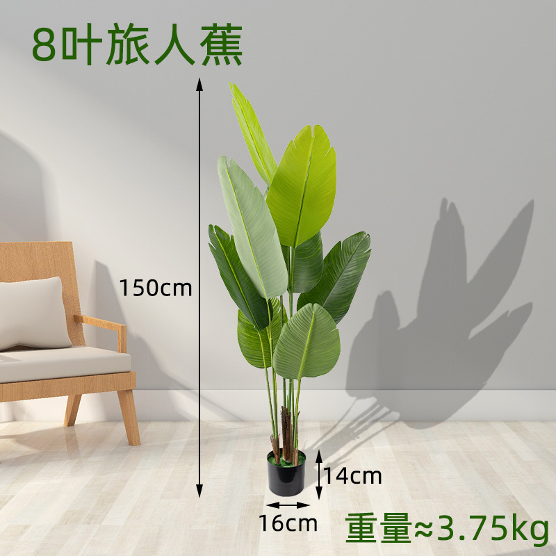8 hojas 150 cm de plátano de viaje