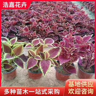Colorful Grass Flower Potted Green Plant Colorful Grass Potted May Day Grass Flower Flame Colorful Grass Festival Rental Flower Bed