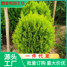 ����ؘ����ɰ���ľ���Ե��Ի���ͥԺ�G��ֲ���ԭ�����ɱ��