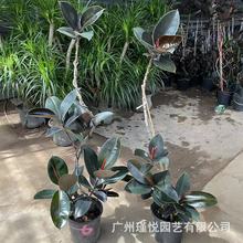 ͺڽϘƤS҃͘ȴkҾGֲ͏dļ