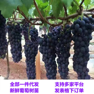 ��Ʒ�N�o��ꖹ�õ�����ј����ͺ��ϱ������Ե����̨�Nֲ����Y��