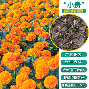 Marigold Flower Cut Flower Landscape Flower Sea Seeds Wholesale Manufacturers Straight Hair Large Spot