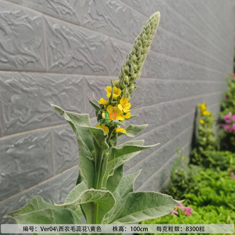 多年生のアグロポリス種子は、庭の屋内外に植えられ、四季を通じて咲き、育てやすい多年生の根の花です。|undefined