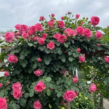 粉色龙沙宝石蔷薇爬藤本月季花苗盆栽多季浓香玫瑰花卉植物庭院开