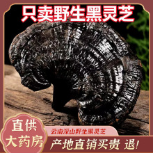 ���`֥Ұ���L��ɽ500���`֥��Ƭ��֥��؛������Ʒ�ݾ��`֥�B����