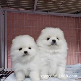 ���N����������Ȯ���w�L����С�Ͳ���Ȯ�S��ɫ���̲豭Ȯ���ﹷ��