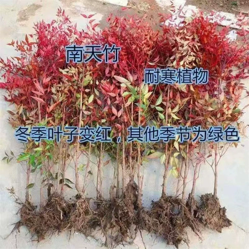 Nantianzhu горшечные саженцы пламени Nantianzhu Крытый старый ворс бонсай двор листовые цветы зеленые посадки красный Nantianzhu