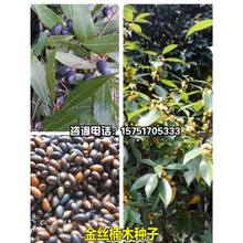 正宗海南黄花梨种子印度紫檀降香黄檀金丝楠木四川小叶桢楠树种籽
