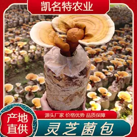 灵芝;竹笋类;参类滋补品