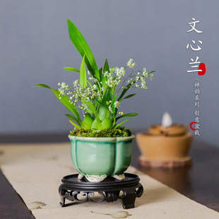 һ�����l�����m�����mС�m������B�׻�ľGֲ�������Կ͏d����ֲ