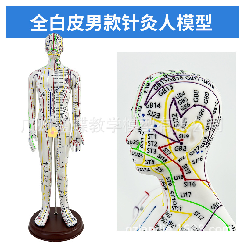 �羳�� Ӣ�Ĵ��� 52CM���Ѩλ����ģ��ͼ������������ϰȫ������