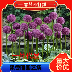 Dropshipping Dutch Imported Large Flower Onion Seed Bulbs Ambassador Potted Garden Ground Planting Cold-Resistant Autumn and Winter Planting Perennial