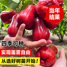 莲雾树苗果苗嫁接黑金刚黑糖芭比名贵水果树盆栽庭院四季南方种植