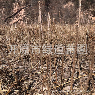 ����ѿС���o�����ִ���ѿ�����|������ѿ��U���l