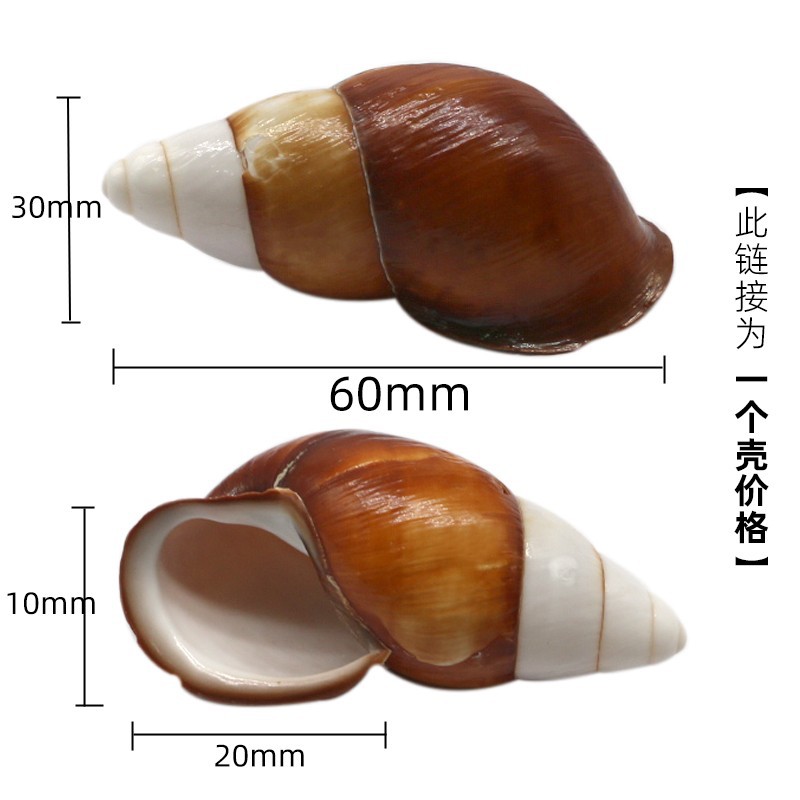 브라운 X16 오리지널 컬러 달팽이 껍질 3cm 게