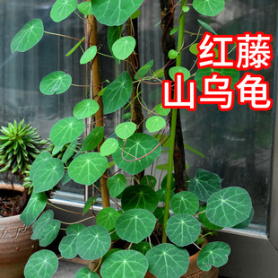 ɽ�����𲻓Q�Gֲ��t�وA�~����K��ɽ�������ٻ�ɽʯ������ֲ��