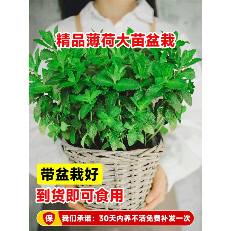 Съедобные мятные горшечные большие рассады, комнатные растения, отпугивающие комаров, зеленые растения круглый год, ванильные растения, розмарин, листья лимонной кошачьей мяты