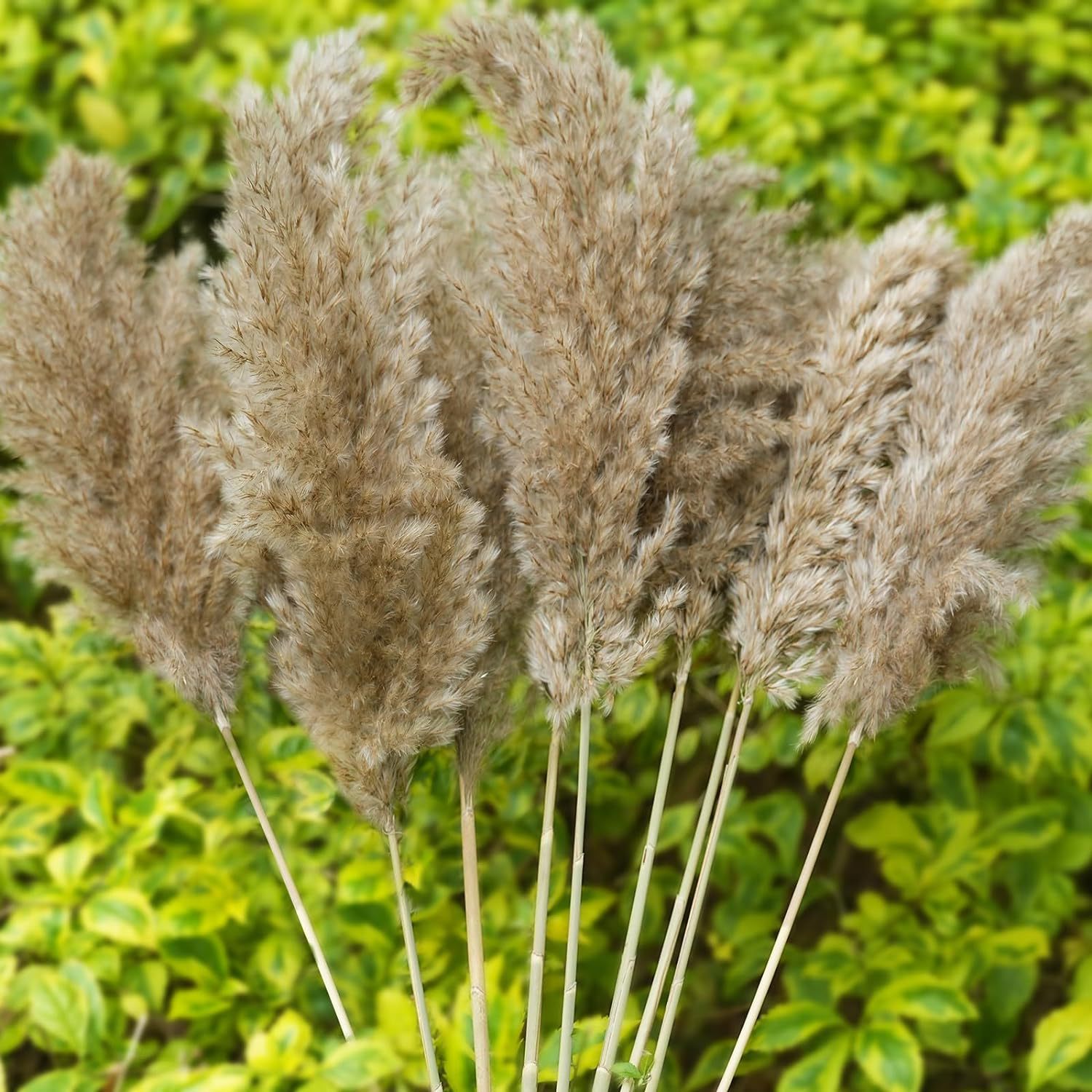 오리지널 컬러 루차이(회색-전체 길이 약 55cm+)