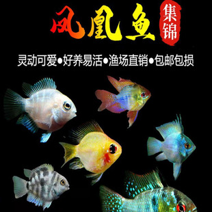 ���Ӱ����_�P���~�����~Ƥ�������{��Ꭷ�^�p�~С�͵�ˮ�~