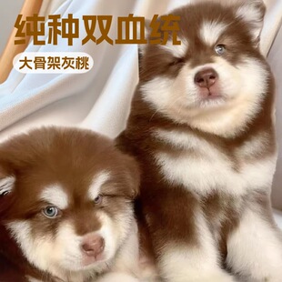 ���۰���˹�ӻ��w��Ȯ�ܰ��Ǽܻ��Ұ���˹�Ӽ��N�pѪ�y����Ȯ��