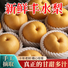 【爆甜】丰水梨当季新鲜薄皮梨子脆甜应季水果黄皮甜梨整箱批发价