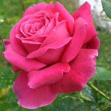 濃香月季花苗盆栽粉和平陽台大花玫瑰四季開花卉綠植花園好養植物