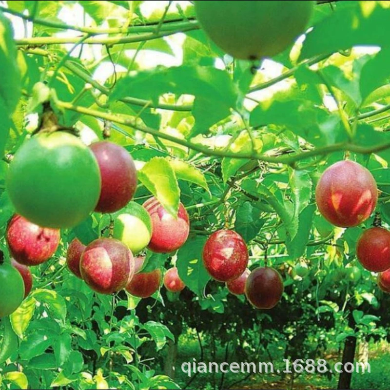 Восхождение Лоза маракуйя саженцы золотые фрукты саженцы яичные фрукты саженцы фиолетовый ароматный тайваньские фермеры Four Seasons в горшках балкон фруктовые саженцы