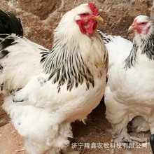 婆罗门种鸡出售 观赏鸡梵天鸡哪里有卖的 供应怀特鸡 元宝鸡 山鸡