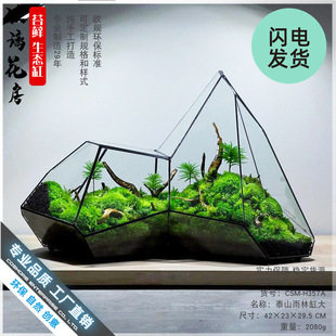 Moss Rainforest Tank Micro Landscape Geometric Plant Wall Special-Shaped Glass Flower Room Ecological Bottle Tropical Rainforest Tank Flower Pot