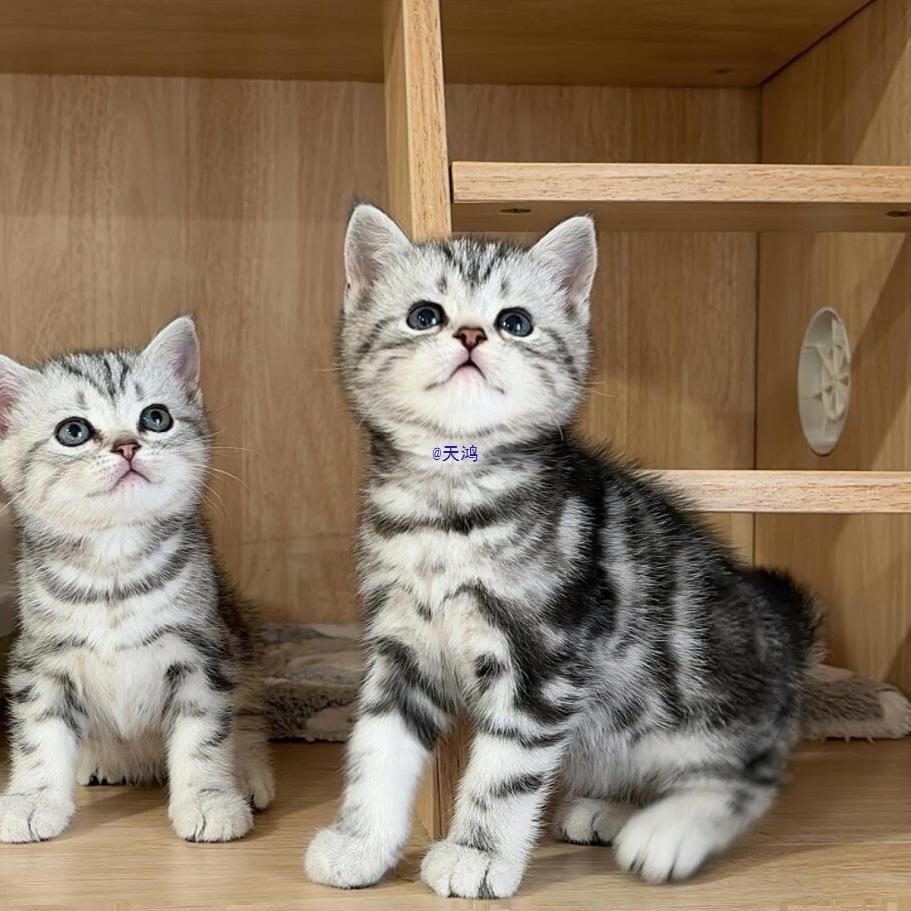 纯种美短猫幼猫活体虎斑猫矮脚猫小猫活物宠物猫咪美短加白起司猫