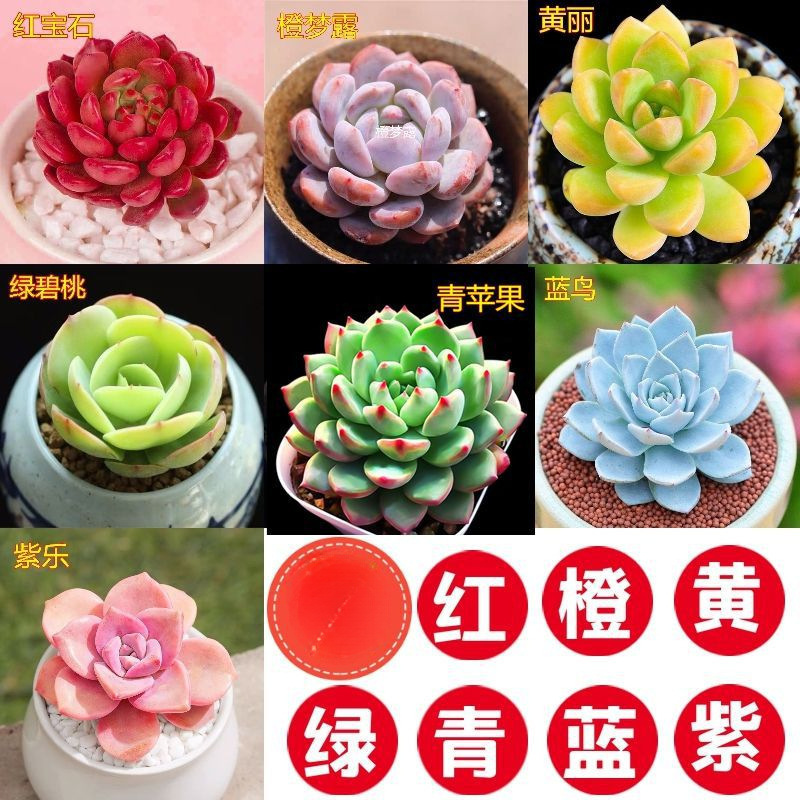 多肉植物卸売鉢植え組み合わせ花屋内ルビーエデナス高級多肉植物ガーデニング|undefined