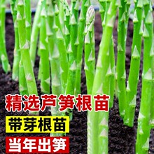 芦笋根苗现挖新芦笋苗四季种植盆栽芦笋种籽蔬菜苗食用田园秧苗
