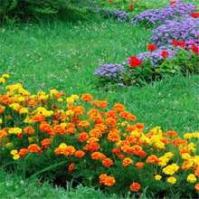 L߻ܿȸݷNӲݻͥԺ⻨ԻļN_