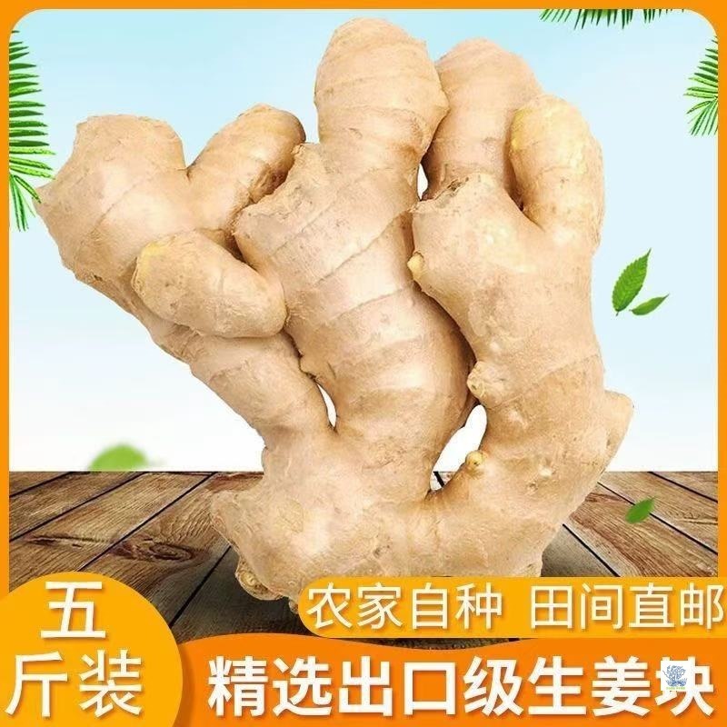 Shandong Ginger Ginger Cubes Are Grown by Farmers and Are Fresh and Pollution-Free