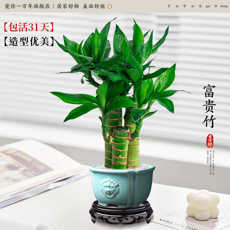 행운죽 3개 + 청사자머리 화분 + 원형 베이스 (포장석 + 영양액 포함)