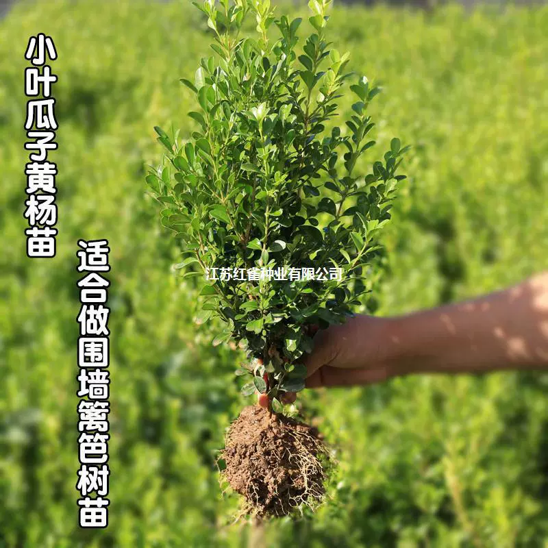 Саженцы деревьев берескета microphylla Озеленение саженцев саженцы двор открытый забор бонсай забор растения вечнозеленые в любое время года