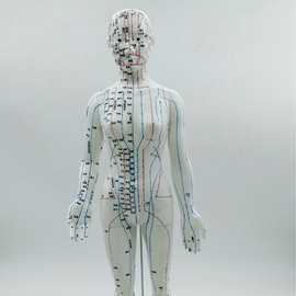 刻字经络男女人体模型人体经络模型中医针灸穴位模型