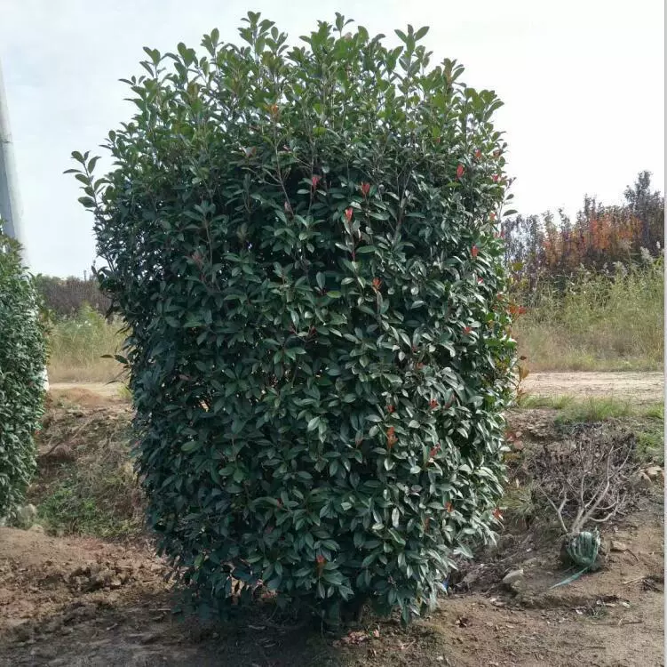 Колонна из красного листа орхидеи, шар из красного листа орхидеи, живая изгородь из красного листа орхидеи, крупный рассадный горшок для орхидеи.