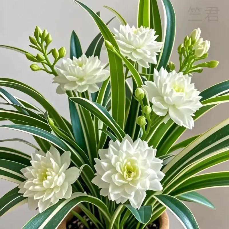 金边吊兰浓香型重瓣大花绿植花卉四季开花盆栽室内好养活金边吊兰-阿里巴巴